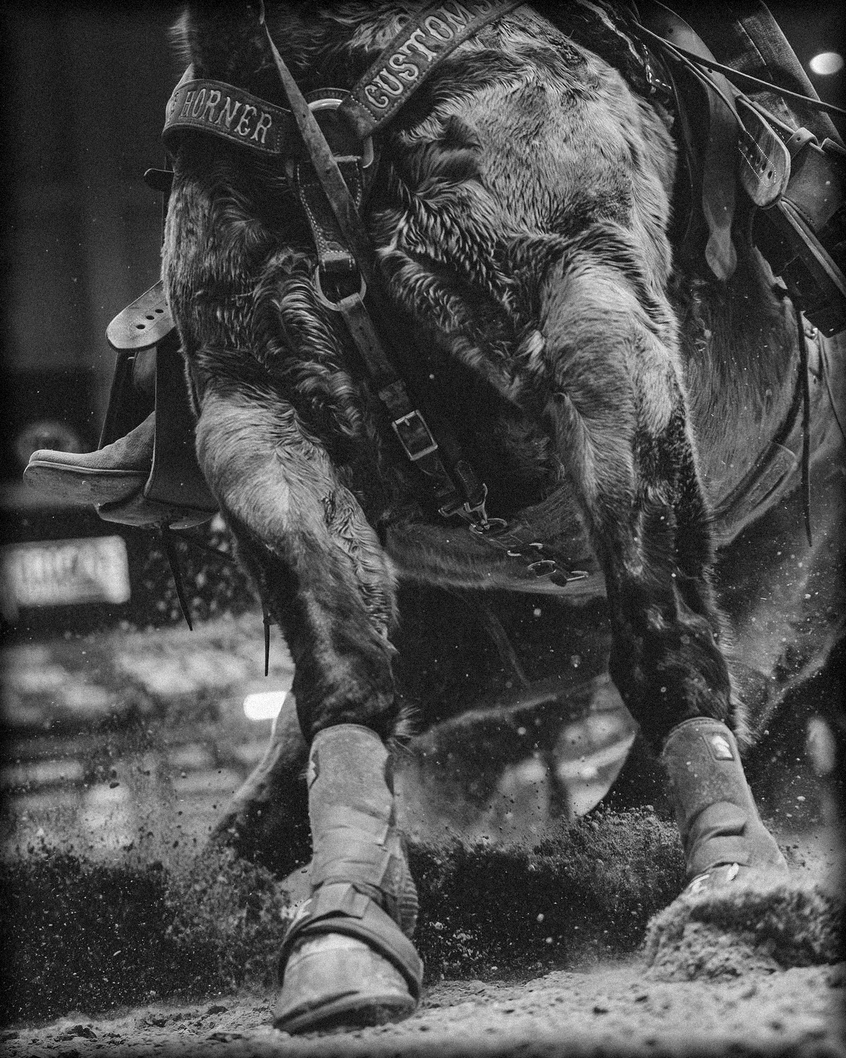 Primer plano de caballo frenando en la arena